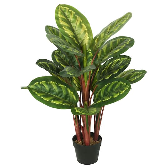 3ft. Potted Green & Brown Peacock Plant
